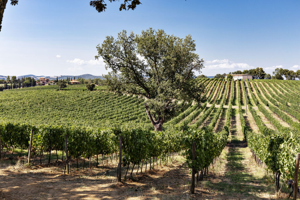 wine vineyards Italy Maremma